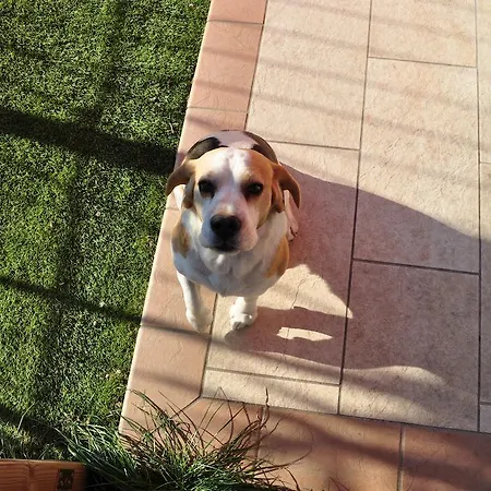 住宿加早餐酒店 Casa Wilma 维罗纳